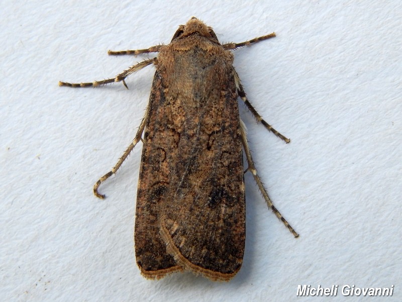 Noctuidae da ID2 - Agrotis segetum